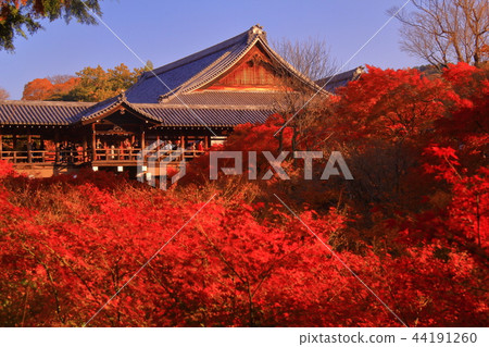 Tofuku-ji Temple (Kyoto City Higashiyama Ward) Autumn leaves of Tsutenbashi Tofuku-ji Temple (Kyoto City Higashiyama Ward) Autumn leaves of Tsutenbashi 44191260