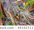 Spawning of dragonfly 44191511