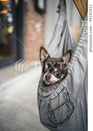 chihuahua in a bag