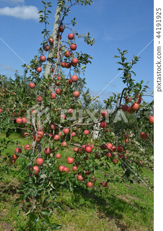 The first fall of the apple tree garden in the suburbs of Hirosaki The first fall of the apple tree garden in the suburbs of Hirosaki 44191925