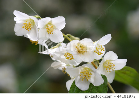 Florida mock orange Florida mock orange 44191972