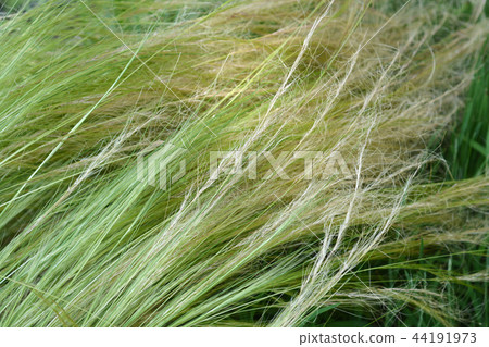 Pony tails grass Pony tails grass 44191973