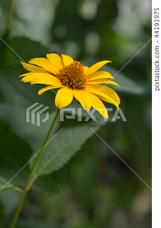 False sunflower Dauer Gold False sunflower Dauer Gold 44191975