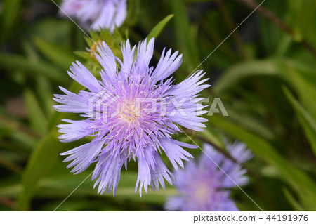 Stokes aster Stokes aster 44191976