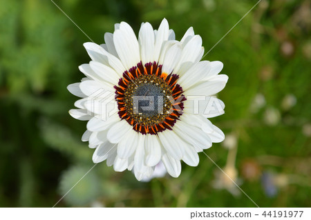 Tricolor chrysanthemum Tricolor chrysanthemum 44191977