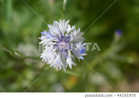Cornflower Cornflower 44191978