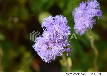Blue flossflower 44191979
