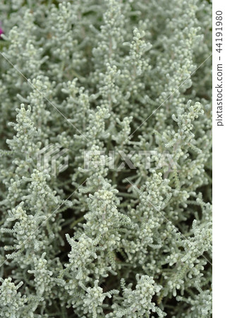 Cotton lavender 44191980