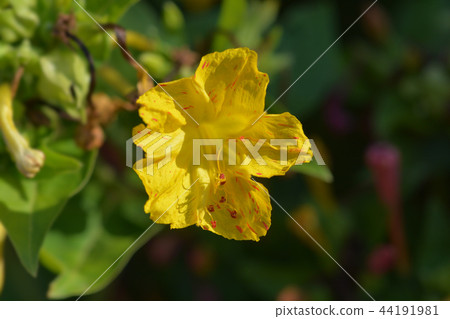 Marvel of Peru 44191981