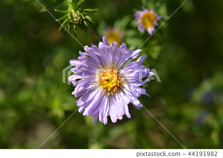 Alpine aster Dunkle Schoene 44191982