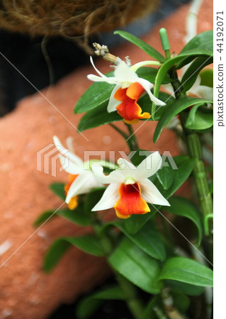 Miracle Star Dendrobium 44192071