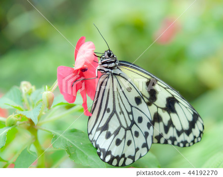 Great white butterfly 44192270