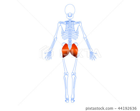 Gluteus muscle 2 Gluteus muscle 2 44192636