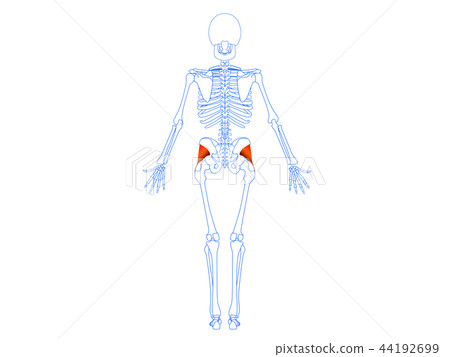 Small buttock muscle 2 Small buttock muscle 2 44192699