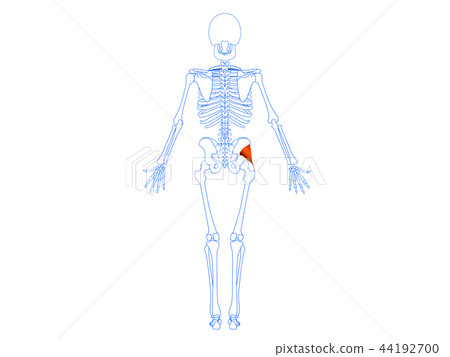 Small buttock muscle Small buttock muscle 44192700