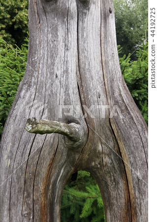 Erection - bizarrely shaped tree branch 44192725