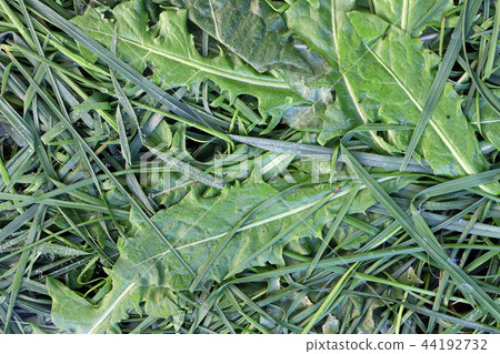 Bedew stalks and leaves of grass Bedew stalks and leaves of grass 44192732
