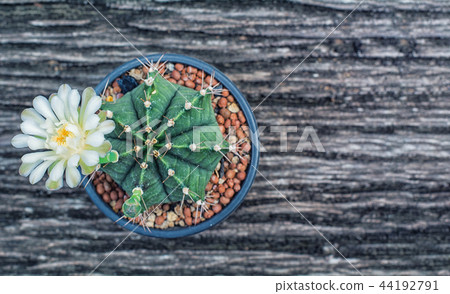 cactus cactus 44192791