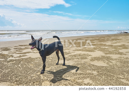 海邊微笑的狗 44192858