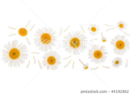 chamomile or daisies isolated on white background with copy space for your text. Top view. Flat lay 44192862