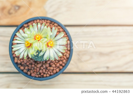 cactus cactus 44192863