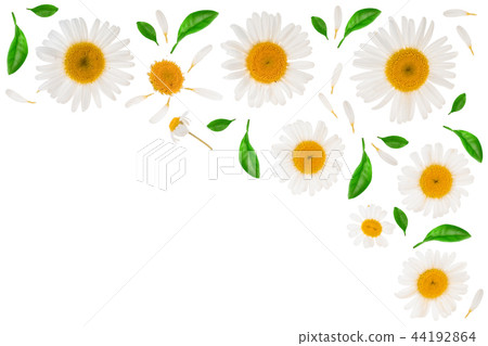 chamomile or daisies with leaves isolated on white background with copy space for your text. Top 44192864