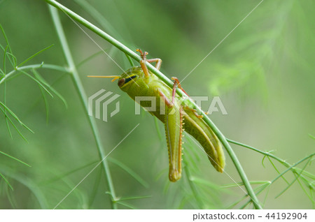 Patanga japonica larva Patanga japonica larva 44192904