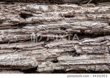 Texture of an old rotten wooden log 44192953