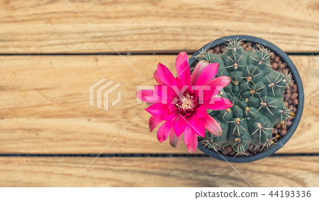 Pink Cactus Pink Cactus 44193336