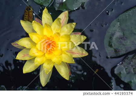 Lotus Flower 44193374