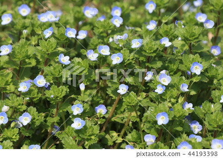 Flowering in early spring 44193398
