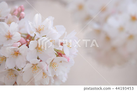 Sakura Hanabo For memories of tender spring 44193453