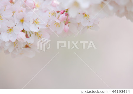 Sakura Hanabo For memories of tender spring 44193454