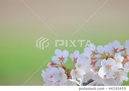 Sakura Hanabo For memories of tender spring 44193459