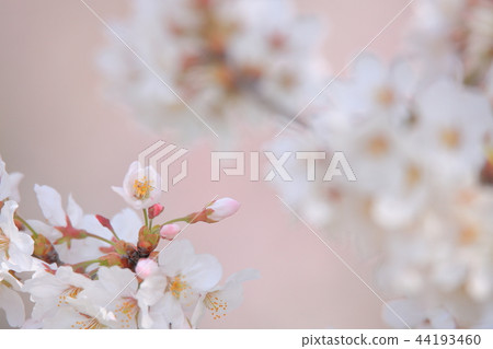 Sakura Hanabo For memories of tender spring 44193460