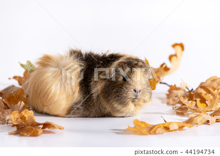 Adorable guinea pig isolated on white background Adorable guinea pig isolated on white background 44194734