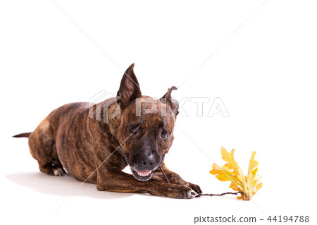 Adorable tiger dog isolated on white background 44194788