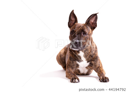 Adorable tiger dog isolated on white background Adorable tiger dog isolated on white background 44194792