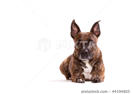 Adorable tiger dog isolated on white background 44194803