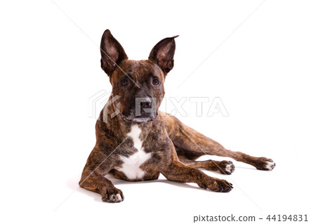 Adorable tiger dog isolated on white background Adorable tiger dog isolated on white background 44194831