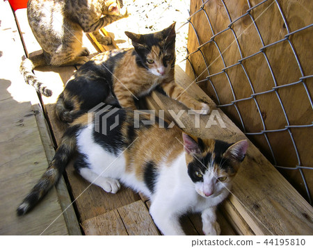 貓,小貓,野貓,3隻 44195810