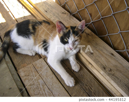 貓,小貓,野貓 44195812