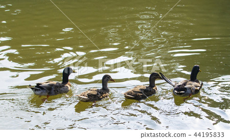 Great Lakes Park, Mallard 44195833