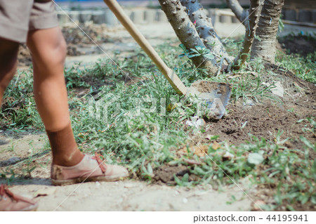 The students help to dig up the grass  44195941