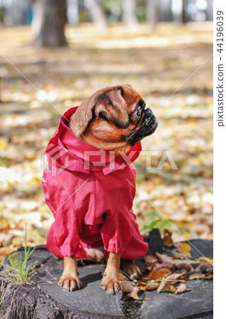 Dog small brabanson wearing in red overall Dog small brabanson wearing in red overall 44196039