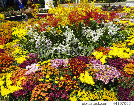 Chrysanthemum flowers at Putrajaya 44197003