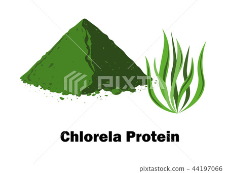Spirulina algae and spirulina powder. Vector illustration 44197066