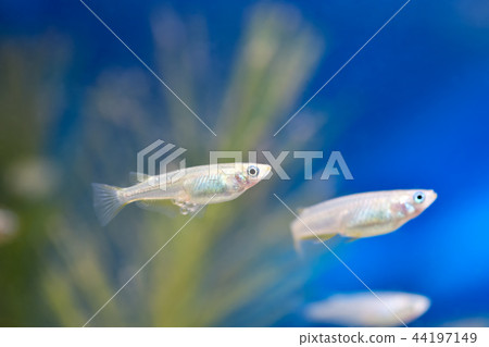 Medaka with an egg 44197149