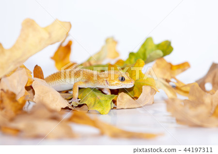 Adorable leopard gecko isolated on white back Adorable leopard gecko isolated on white back 44197311