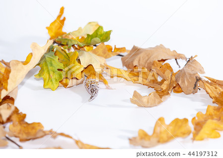 Adorable leopard gecko isolated on white back Adorable leopard gecko isolated on white back 44197312